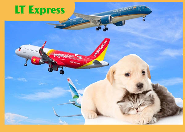 Dịch vụ vận chuyển chó mèo đi nước ngoài bằng máy bay