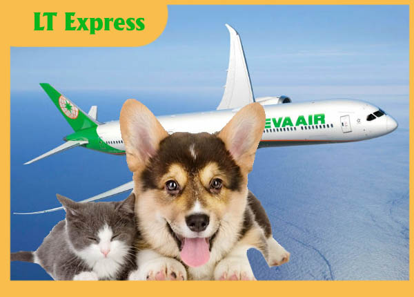 Vận chuyển thú cưng bằng hãng EVA Air