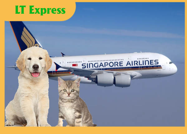 Singapore Airlines vận chuyển thú cưng đi nước ngoài