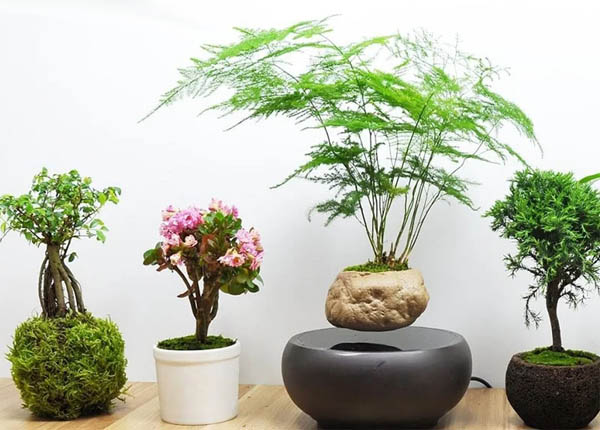 Các loại cây cảnh trong nhà theo phong thủy