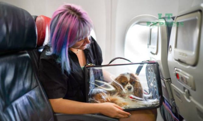 Có được mang thú cưng lên máy bay không